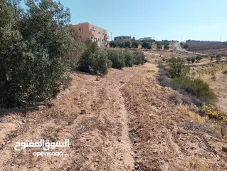  8 لقطة ؛ أرض زراعية مع غرفة على حدود الطفيلة والكرك ، تصلح للاستثمار كمزرعة سياحية أو منتجع سياحي