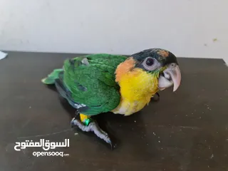  1 Caique Parrot Local Breed UAE,3 Month Old, Started eating pellets slow &Hand Feeding.كيكي Kaiki Kiki