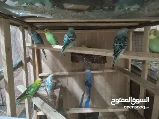  6 عصافير الحب بألوان جميلة ورائعة بسعر 5دنانير بأصوات جميلة وعذبة