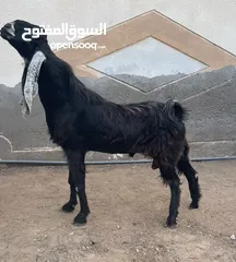  2 للبيع حلال باكستاني كما واضح في الصوره والفيديو حلال طيب