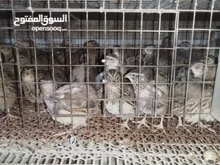  7 متاح فري لدبح او للترباي سعر  حرق حرق بسعر دينار للزوج الكمية محدودة التسليم   جسر ماركا شنلر