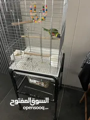  4 ببغاء لوري عمر سنة