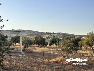  1 ثلاث دونمات ونصف في صروت تبعد عن شفا بدران و شارع الاردن 20 دقيقه