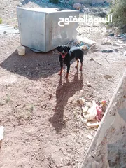  2 انثا روت وايلر بسعر حرق