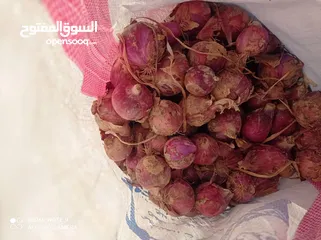  3 بصل حضرموت الافضل في الشرق الأوسط