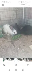  4 ذكر وانثى هجين بابيون