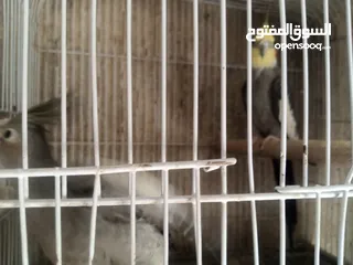  8 عصافير توكتيل جوز عصافير حب مخاليف