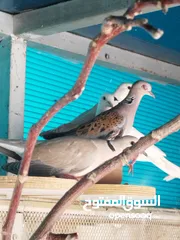  6 يمام مطوق  و يمام يا كريم ويمام  بري 2 اناثي