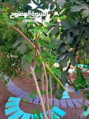  5 شتلات المورينجا الوفيرا الهندية الاصل شجرة الكنز وشجرة الحياة صيدلية متكاملة في المنزل
