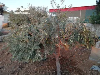  9 مزرعة مع بيت لقطة للبيع