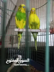  1 جواز نخب نضافه ريش شغلات بسعر مناسب في جوز تحتي فرخين