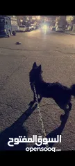  3 انثى جيرمان شيبرد رويال بلاك