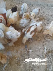  3 صيصان براهما مستويات عالية