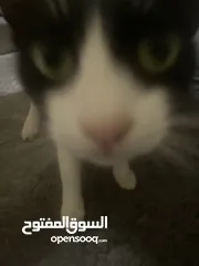  2 قطه للتبني