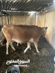  1 بقره تهجين جيرسي مشاء الله