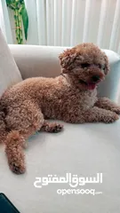  6 Toy poodle