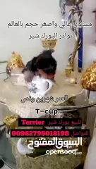  5 يورك شير تيرر تي كب اصغر حجم بالعالم نوادر  (Yorkshire terrier (T-cup