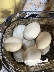  1 بيض طاووس هندي