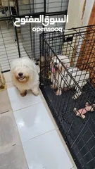  8 maltese puppy