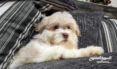  1 جراوي شيتزو - Shitzu puppies