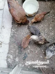  3 دجاجه عربيه اصليه وراه خمس افراخ أقره الوصف