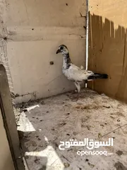  12 7 حبات طيور حمام  وفراخ زواجل للبدل على كنارات او بيع بسعر حررررررق