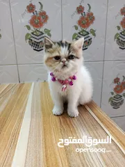  2 قطط كزوتك كاليكو انثئ وذكر عمر شهرين  حلوات نقيات