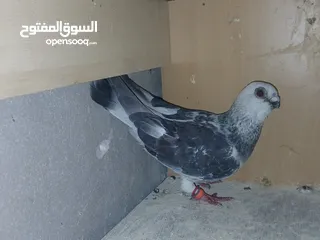  20 جواز شغاله