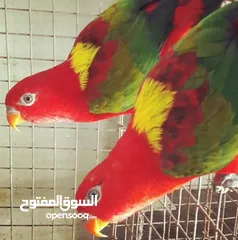  3 فروخ ببغاء لوري الليفه