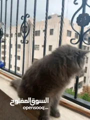  1 قطة شيرازي مخلوط مع بريطاني