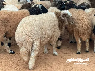  9 اضاحي العيد سعر حرق