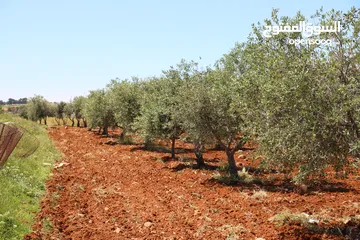  11 مادبا الفيحاء قطعتين متجاورتين  بجانب التنظيم غرب النديم والحراويه بمنطقة فلل ومزارع خاصة