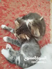  8 قطط شيرازي للبيع موجودين في عناتا