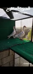  3 زواج حمام وطواير للبيع