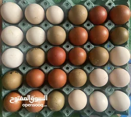  1 متوفر بيض للتفقيس دماء نقية وسلالات اصيلة