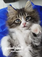  6 3قطط للبيع موجودين في عناتا ضوحي القدس  مافي توصيل