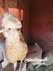  8 بسم الله الرحمن الرحيم متوفر دجاج مشكل نخب إقراء الوصف