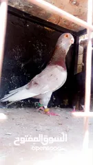  10 جواز حمام للبيع