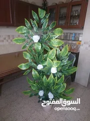  3 شجرة ورد اييض