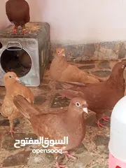  4 حمام كش خمس حبات