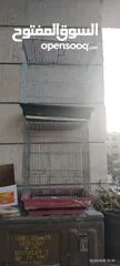  1 قفاص جداد للبيع