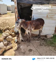  1 حماره عمر 4سنوات عشار للبيع ساغ سلم المفرق