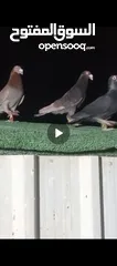  7 طيور حمام بسعر حرق