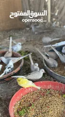  21 Dove bird pigeon دوف مكس للمهتمين للتربية منتج