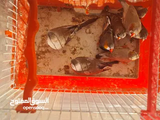  8 متاح جوزين جاوا مخاليف بايد لون ابيض والمنيوم وجوز لون اسود