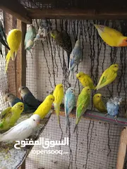  1 40 جوز حب بلدي مخاليف  البينو لا تينو