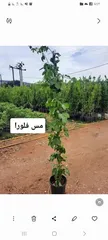  21 مشاتل السهل الاخضر الزراعيه تنسيق حدائق ومزارع