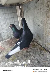  5 11 جوز مساويد، كشامره هومرات محيرات بواز مزهورات اسطنابله