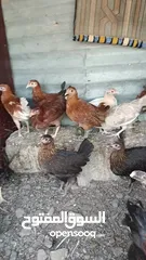  8 دجاج عماني