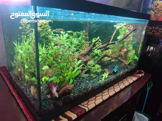  2 حوض نباتات اجنبي كريستال اكوائيل تحفه فنيه